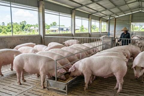 Giá heo hơi hôm nay 26/3: Vì sao miền Nam luôn cao hơn?
