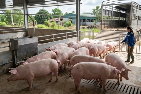 Giá heo hơi hôm nay 28/3: Miền Bắc giảm nhẹ, miền Nam giữ đỉnh