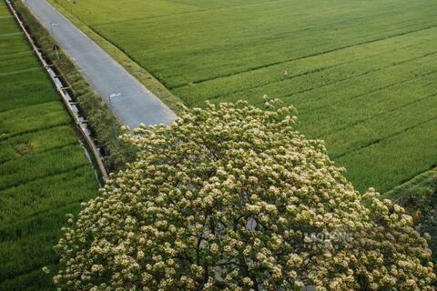 Cây hoa bún tựa mâm xôi khổng lồ giữa đồng lúa ở Hưng Yên