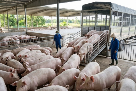 Giá heo hơi hôm nay 1/4: Miền Trung chạm đáy 60.000 đồng/kg