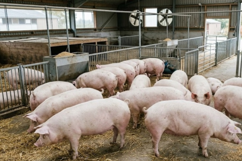 Giá heo hơi hôm nay 2/4: Giá lao dốc ở cả ba miền