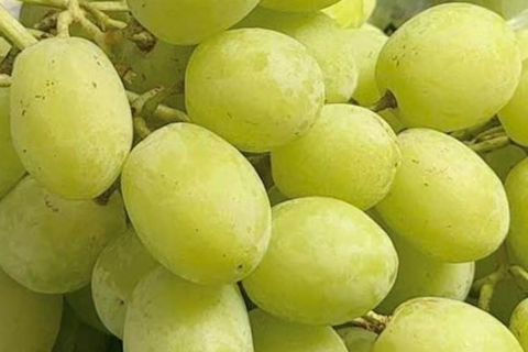 Cách bổ sung magie tốt cho mắt bằng trái nho