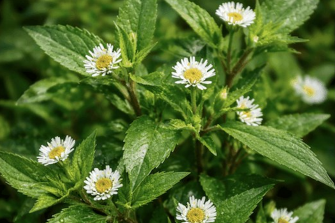 Thải độc gan bằng cây mọc dại