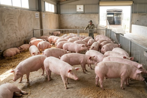 Giá heo hơi hôm nay 8/4: Bật tăng trở lại trên cả nước