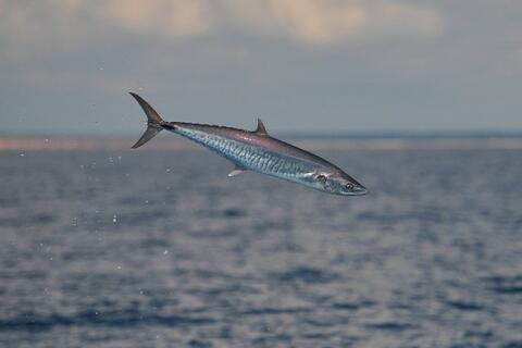 Thực phẩm tránh loãng xương cho phụ nữ sau tuổi 40