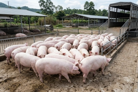 Giá heo hơi hôm nay 14/4: Vì sao Tây Nguyên tăng mạnh?