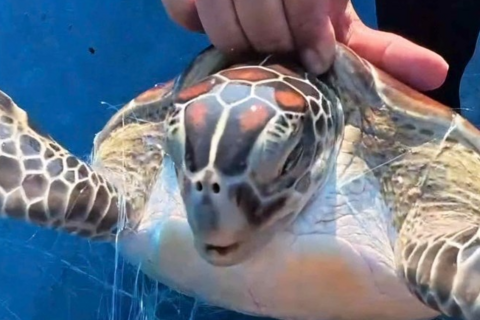 Ngư dân Lâm Đồng thả rùa quý hiếm dính lưới về biển