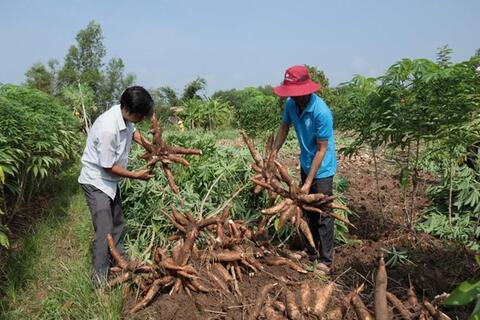 Xăng E10 mở đường cho cây sắn tiến vào chuỗi giá trị tỉ USD