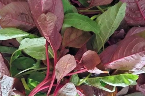 Lý do muốn bổ thận nên hạn chế ăn rau dền