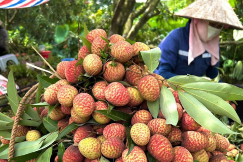 Vải thiều đang có thị trường tiêu thụ tốt, giá bán ổn định ở mức cao
