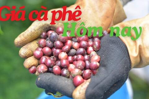 Giá cà phê hôm nay 30.6: Trong nước giảm tới 700 đồng/kg