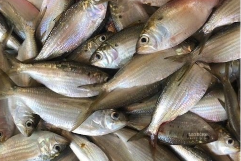 Những loại cá béo tốt cho chức năng thận