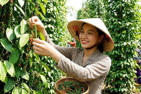 Giá tiêu hôm nay 22.8.2026 ổn định, thị trường chờ lực mua mới