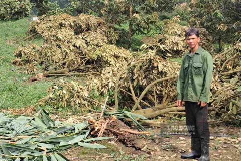 Thủ phủ sầu riêng ở Lâm Đồng thiệt hại nặng do lốc xoáy