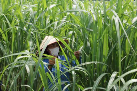 Đưa mía “xuất ngoại” nông dân thu nhập cao gấp 15 lần lúa