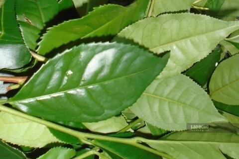 Thức uống quen thuộc của người Việt được cho là hỗ trợ ổn định huyết áp