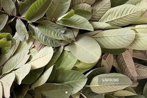 Cách dùng lá ổi giúp hỗ trợ hạ axit uric và kiểm soát đường huyết
