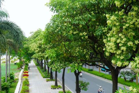 Hoa sữa nở trắng phố Hà Nội, có người sợ, du khách lại khen