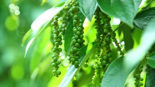 <a href="/tin-kinh-te" title="Tin kinh tế" rel="dofollow">Tin kinh tế</a>