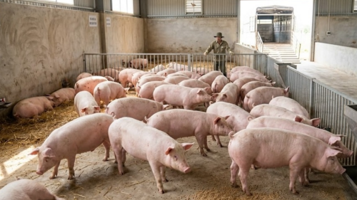 <a href="/tin-kinh-te" title="Tin kinh tế" rel="dofollow">Tin kinh tế</a>