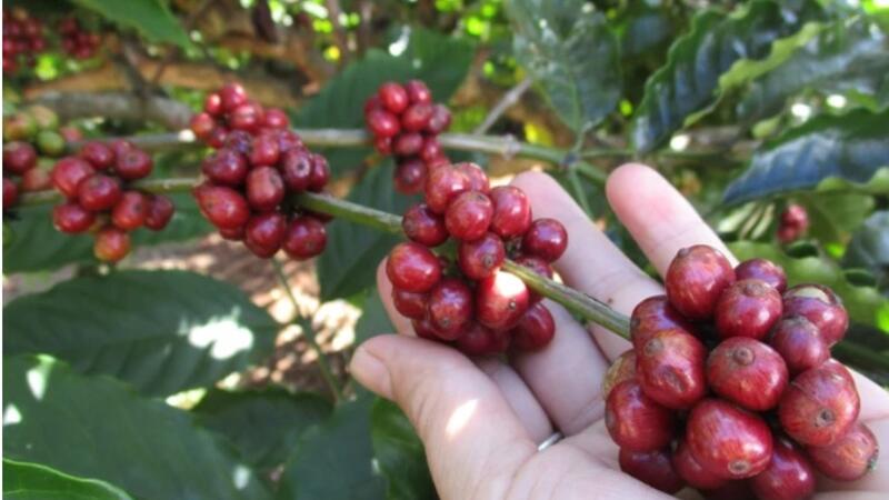 Giá cà phê hôm nay 7/11: Sắc xanh trải dài từ sàn đến vườn