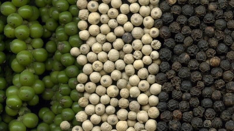 Giá tiêu hôm nay 14/11/2025: Đà giảm kéo dài trước mùa cao điểm