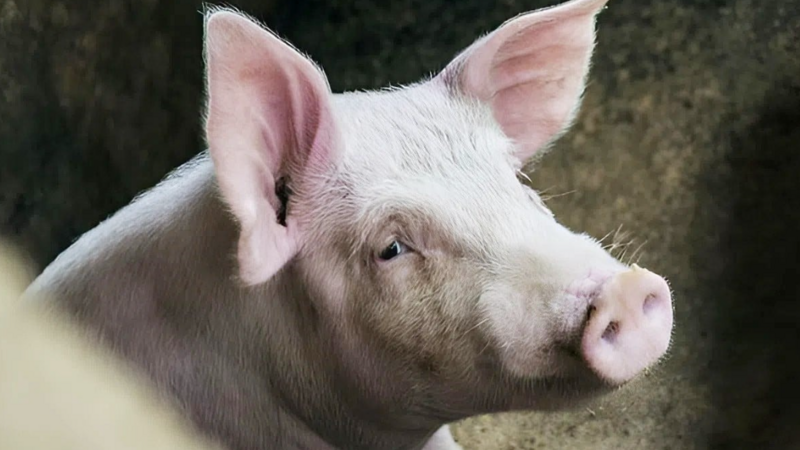 Giá heo hơi hôm nay 9/12: 3 miền "đóng băng" ở đỉnh 61.000 đồng/kg