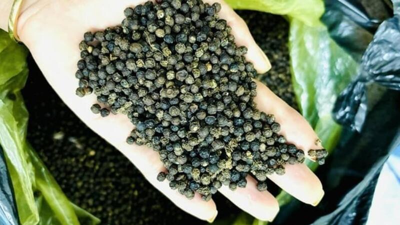 Giá tiêu hôm nay 10/12/2025: Tăng giảm trái chiều 500 đồng/kg