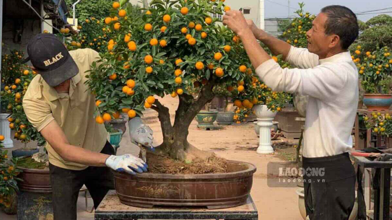 Cây trang trí văn phòng cuối năm, chọn sao cho đúng mùa, gọn gàng