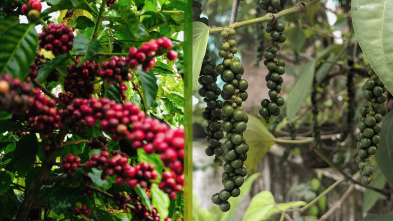 Ngày 24/12: Giá cà phê tăng nhẹ, giá tiêu giữ giá
