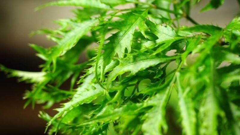 Mất ngủ có thể cải thiện bằng lá đinh lăng nhưng ai không nên dùng?