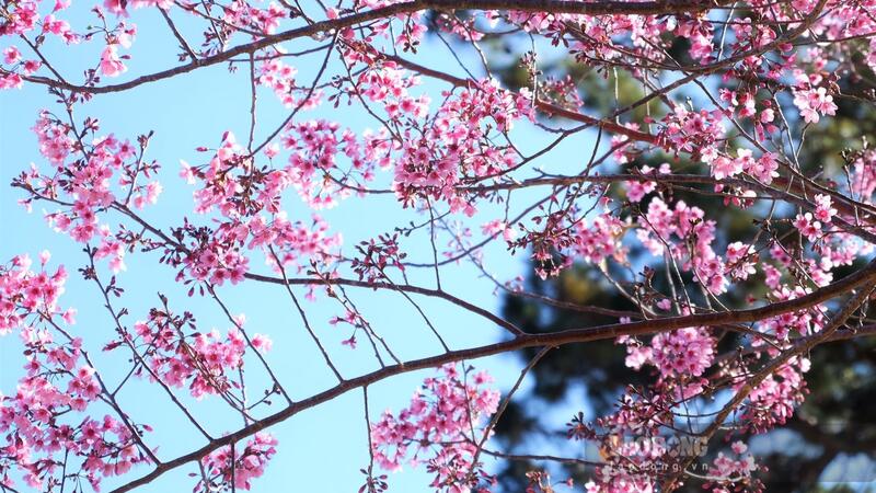 Cung đường ngắm mai anh đào nở rộ gần Đà Lạt