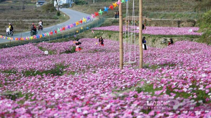 Vườn hoa cánh bướm bất ngờ hút giới trẻ check-in ở Điện Biên