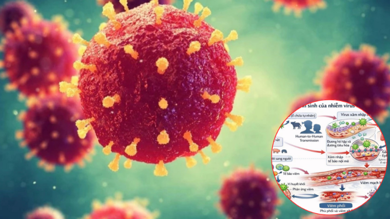 Lạng Sơn tăng cường giám sát, phòng chống dịch bệnh do vi rút Nipah