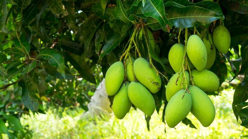 Giảm mỡ máu, ổn định đường huyết được hỗ trợ bằng cách ăn xoài đúng thời điểm