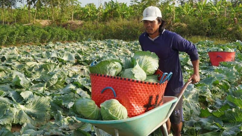 Rau màu Tết rớt giá mạnh, nông dân đối mặt nguy cơ hòa vốn