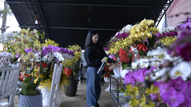 Lâm Đồng: Tất bật chuẩn bị đưa ra thị trường Tết các loài hoa cao cấp