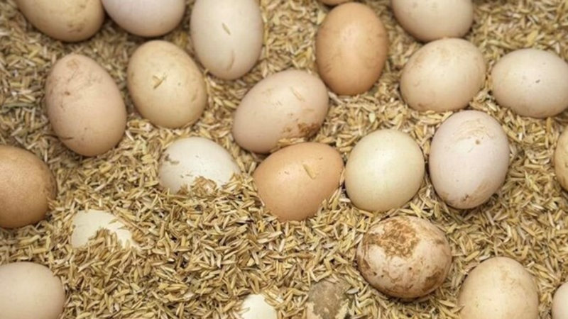 Ăn quá nhiều protein có thể gây hại cho thận