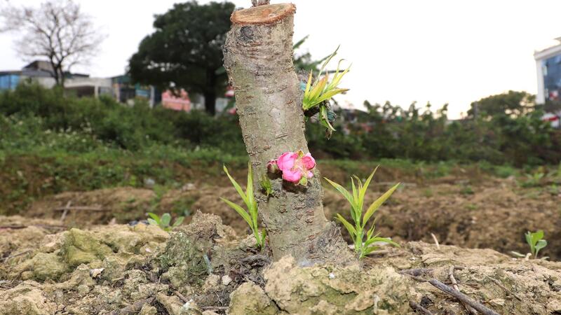 Nhà vườn trồng lại đào sau Tết, chuẩn bị cho mùa vụ mới