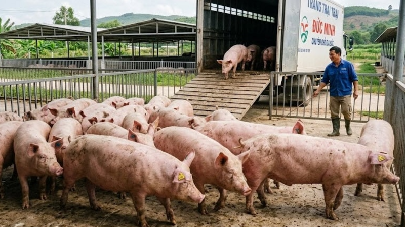 Giá heo hơi hôm nay 7/3: Dao động 62.000 – 69.000 đồng/kg trên cả nước