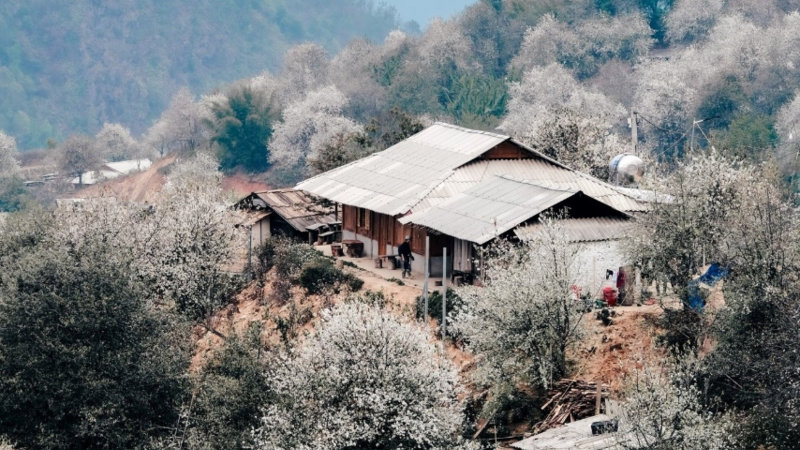 Mơ màng mùa hoa sơn tra ở bản H’Mông cao nhất Việt Nam