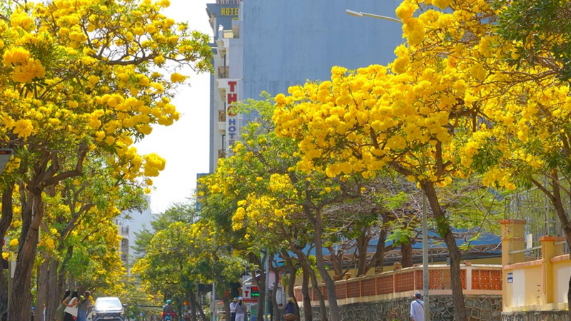 Mùa hoa phong linh vàng rực rỡ ở phố biển Vũng Tàu