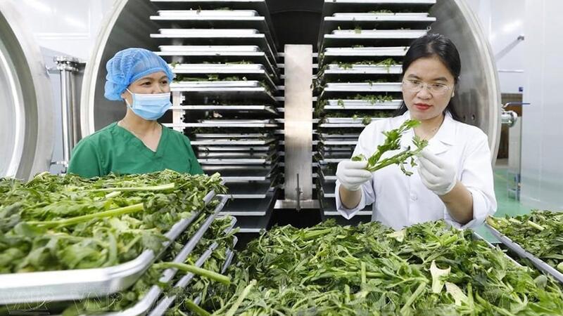 Xuất khẩu nông sản Hà Nội: Mở đường từ giá trị, định vị bằng chất lượng