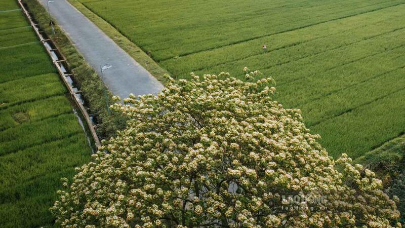 Cây hoa bún tựa mâm xôi khổng lồ giữa đồng lúa ở Hưng Yên