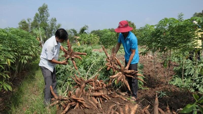 Xăng E10 mở đường cho cây sắn tiến vào chuỗi giá trị tỉ USD