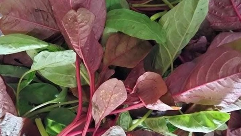 Lý do muốn bổ thận nên hạn chế ăn rau dền