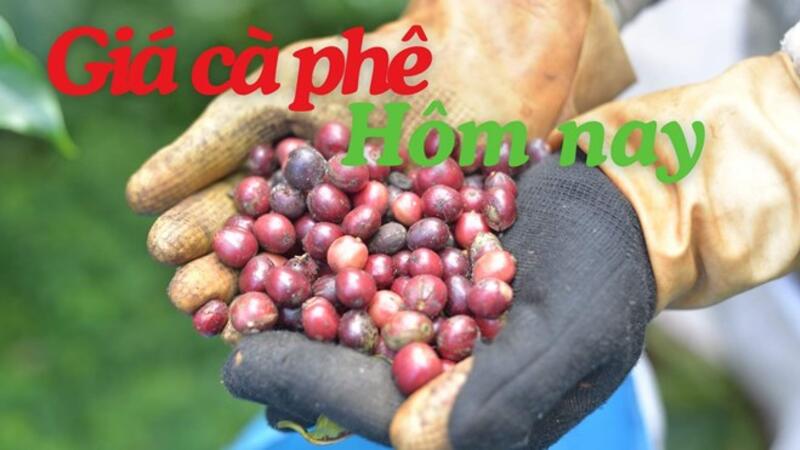 Giá cà phê hôm nay 30.6: Trong nước giảm tới 700 đồng/kg