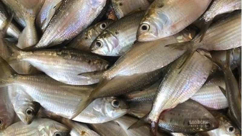 Những loại cá béo tốt cho chức năng thận