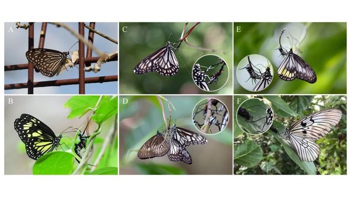 Phát hiện hành vi ghê rợn của loài bướm - Ảnh 1. Phát hiện hành vi ghê rợn của loài bướm - Ảnh 1.
