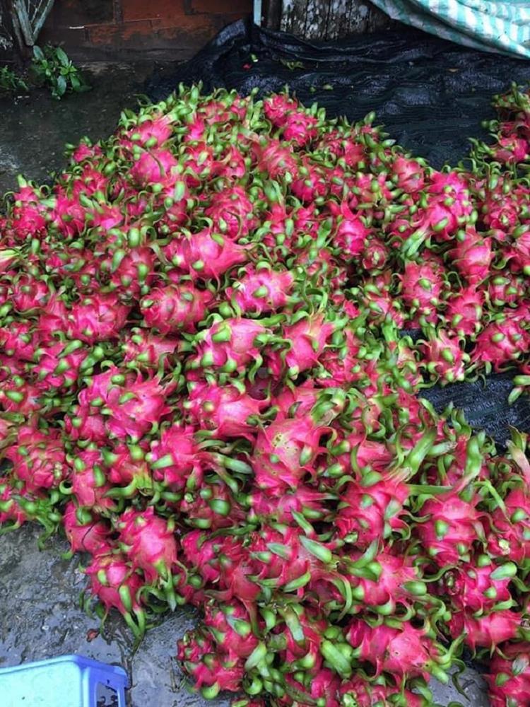 Thanh long ruột đỏ xuất khẩu giá rẻ giật mình chưa đến 10k/kg - Ảnh 4.